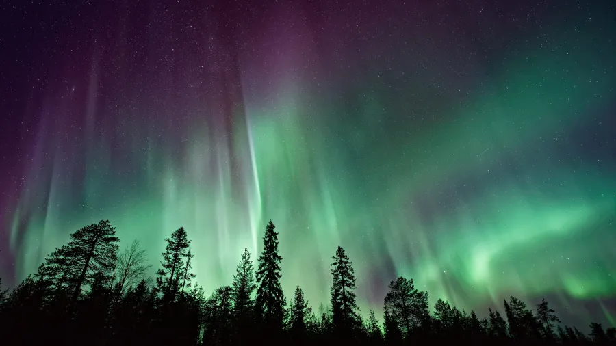 northerb lights over a forest