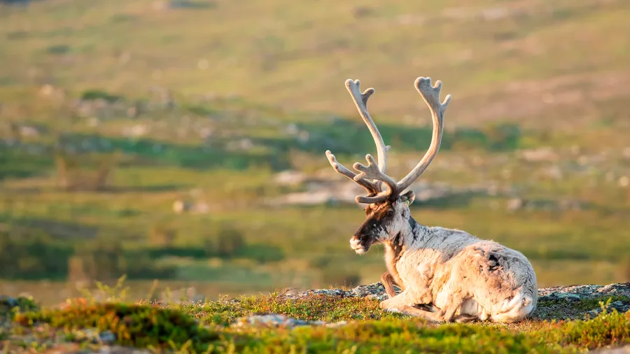 reindeer in summer in lapland finland rovaniemi