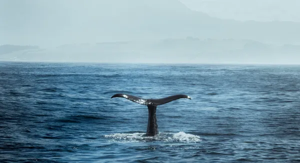 whalewatching in the arctic ocean