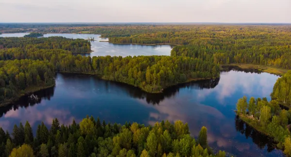 valdai national park trees lake