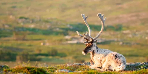 reindeer in summer in lapland finland rovaniemi
