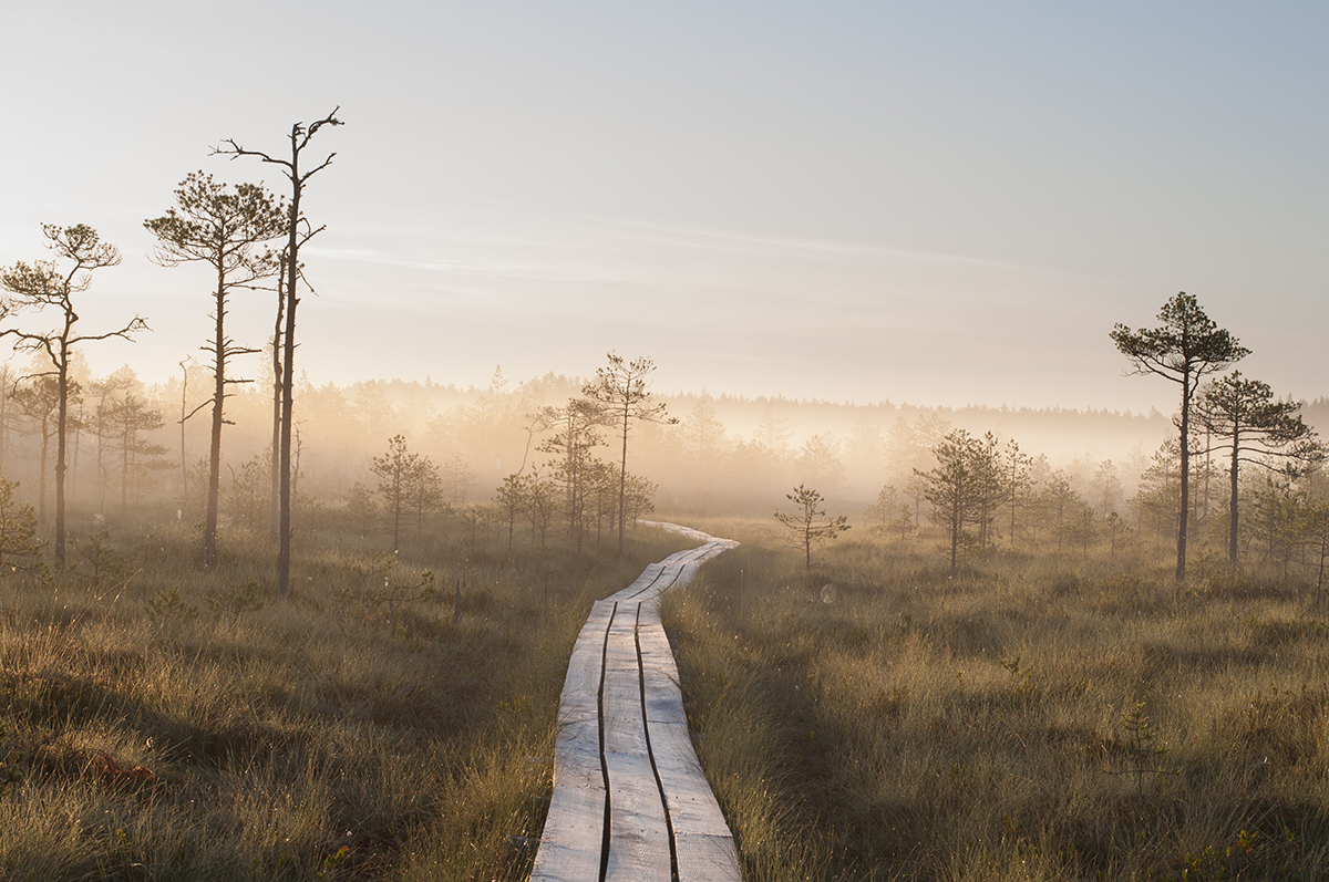 Itämeren road trip_luonnonpuistot_Estonia_Latvia_LIettua_metsämaa