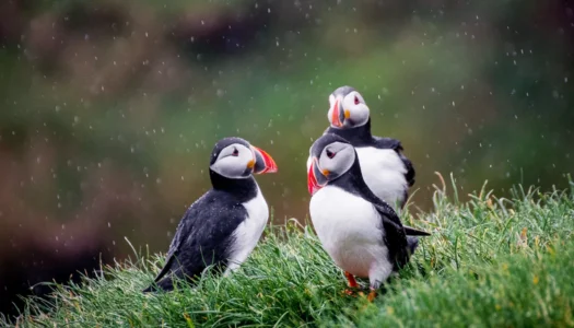 puffins-uk-pexels-tomáš-malík.jpg